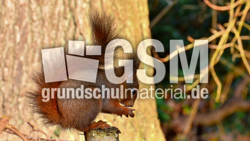 Eichhörnchen (36).jpg